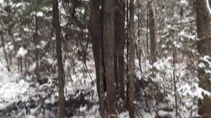 2022.11.04. Дэля лает на соболя.