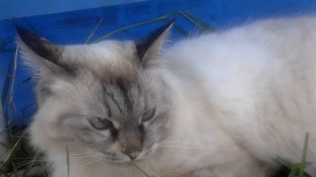 Мой ласковый и нежный зверь 2 😀 смотреть онлайн