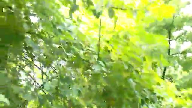 Груша сладкая уход и выращивание смотреть онлайн