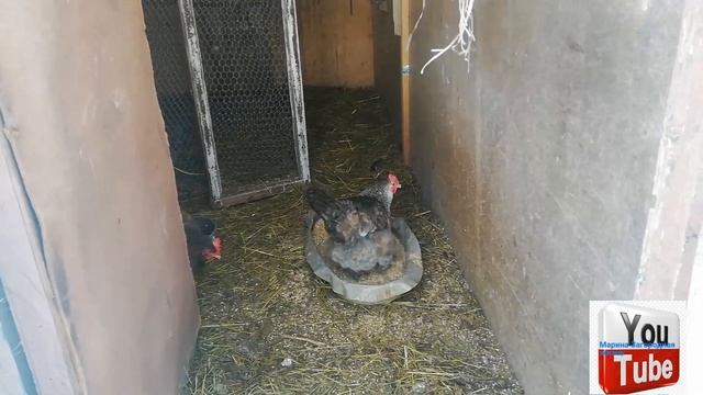 На даче. ?Кормлю животных. Конец февраля 2022 г. смотреть онлайн