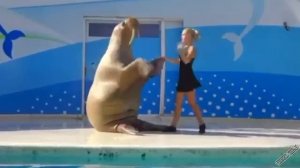 танцевальный дуэт с моржом