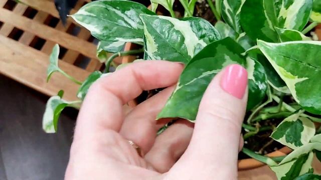 комнатные растения//обзор зеленого уголка//ноябрь ? смотреть онлайн