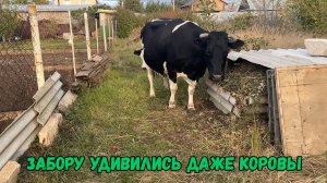 Забору удивились даже коровы