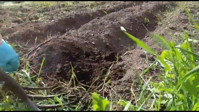 самый удобный способ выкопать пырей и не обрубить корни смотреть онлайн