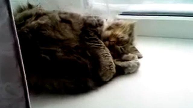 храпящий кот смотреть онлайн