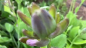 HOSTA GOLDEN TIARA /FLOWERS /ХОСТА (ФУНКИЯ) - КРАСОТКА С СИРЕНЕВЫМИ ЦВЕТАМИ /ХОСТА ЗОЛОТАЯ ТИАРА