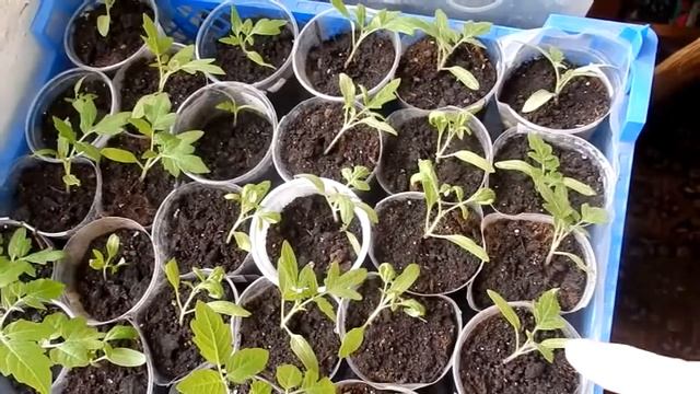 Теплица на балконе растёт рассада помидор и не только смотреть онлайн