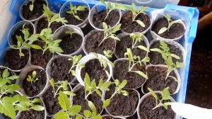 Теплица на балконе растёт рассада помидор и не только