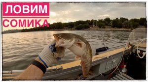 Сом на Квок река Дон