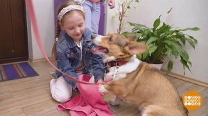 "Мама, купи песика!" Доброе утро. Суббота. Фрагмент выпуска от 17.06.2023