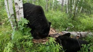 Медведь идёт, деревья валит.
