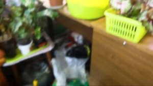 Перевожу растения на фитиль