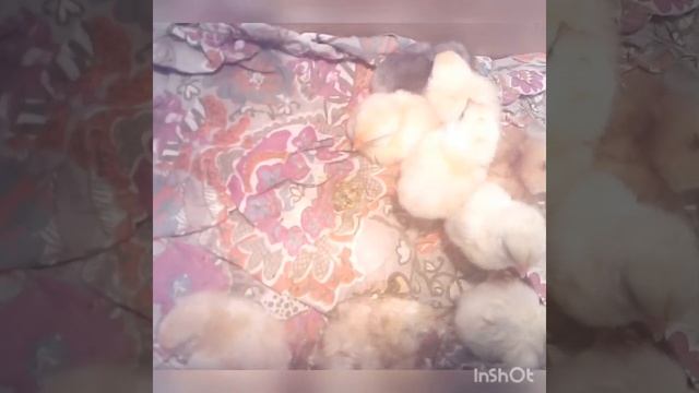 Этап 2... инкубация куриных яиц ( Ломан Вайт, Гриз Бар, простых курей)