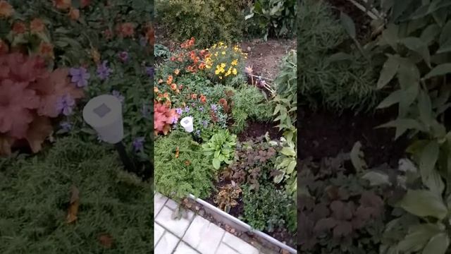 Моя любимая мини-клумба, где преобладают разноцветные гейхеры. смотреть онлайн