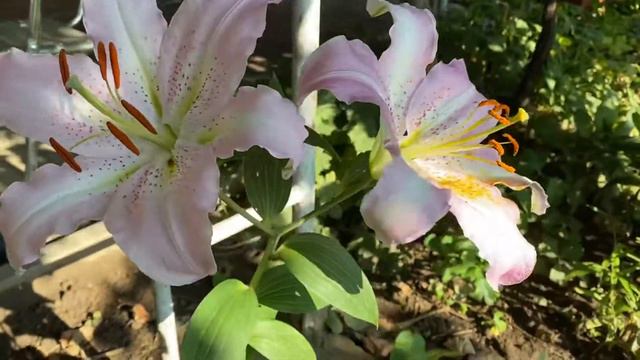 |НАШИТЕ ЦВЕТЯ| Лилиум - бяло с розово смотреть онлайн