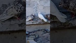 Туркменские голуби. Бакинские мраморные и белые голуби