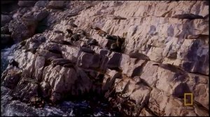 Нападение Белой Акулы на Морского Котика