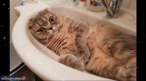 Вот Вы Точно Не Знали, КАК Мыть Вашу Кошку! И Нужно Ли Вообще Мыть Домашних Кошек? Ответ Вас Удивит