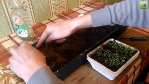 Пикировка рассады табака.( Picking tobacco seedlings)