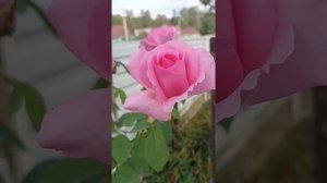 17 сентября 2022 г.Жардин де Вилландри