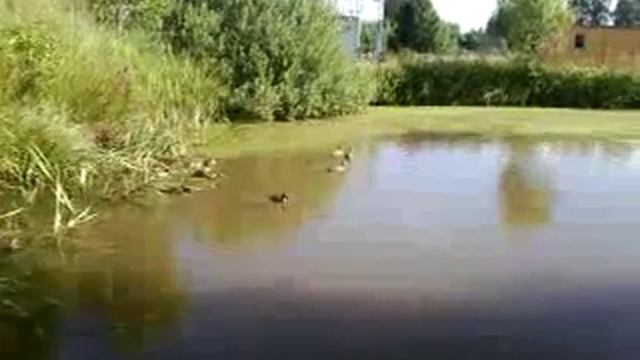 Утки дачный пруд смотреть онлайн
