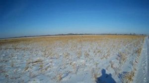 Охота на зайца 2022.На трёх лапах и от собаки, и от нас ушёл....