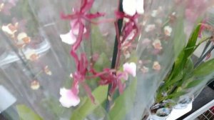 Обзорчик красоты ! Свежие орхидеи у нас в городе .