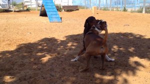 Доберман и Боксёр играют