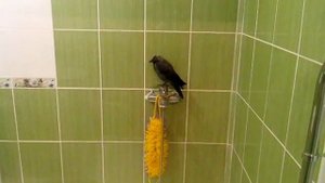 птица галка залетела в квартиру