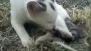 Кот сосёт ^_^ [Cat sucks]