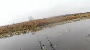 ПОПАЛИ НА ДИКИЙ ЖОР ОГРОМНЫХ РОТАНОВ В БОЛОТЕ! НЕ УСПЕВАЮ ВЫТАСКИВАТЬ! Ловля ротана на поплавок.