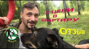 Как цепную собаку адаптировать к квартире. Кинологический центр Барс Отзыв