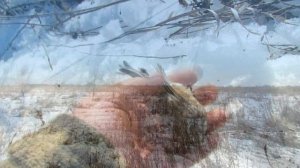 Ловля птиц.Песочные реплова,щеглы.