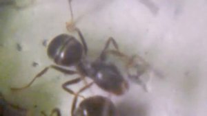 Lasius fuliginosus (муравей-древоточец пахучий) #1