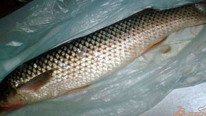 Пеленгас жареный