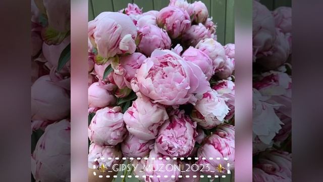 Цыганская полька 2023 смотреть онлайн