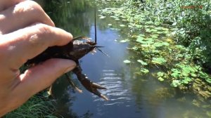 А ты ловил раков? Волгореченск