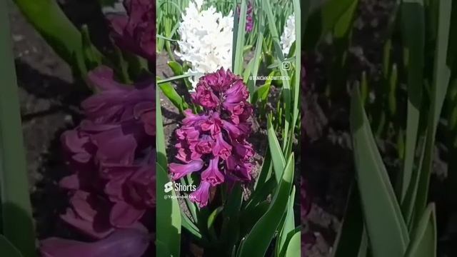 Немного хорошего настроения от @Yagabobochka #цветы#цветники#гиацинт#нарциссы#сад#садоводчество#дача