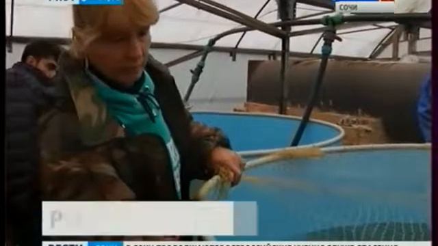 В Сочи начали разводить сомов смотреть онлайн