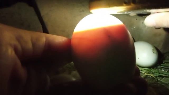 На дворе ночь, а я иду в курятник смотреть онлайн