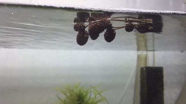 Ольховые шишки в аквариуме смотреть онлайн