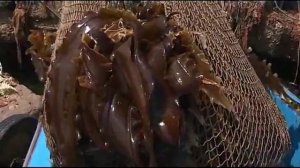 Морская. Выпуск 3. Многоликая морская капуста