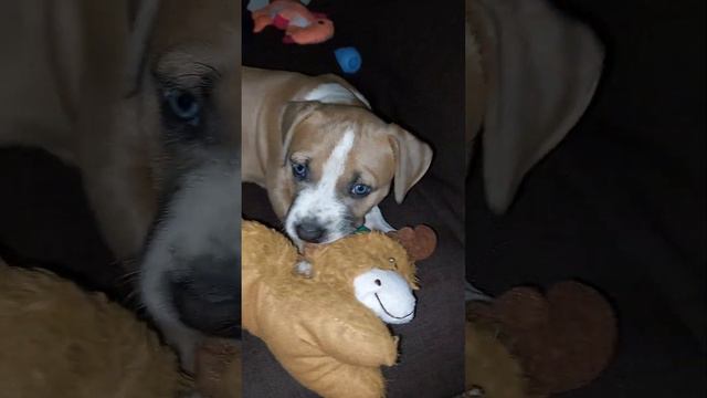 Pitbull puppy drops her toy. смотреть онлайн