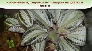 Описание комнатных растений. Бертолония