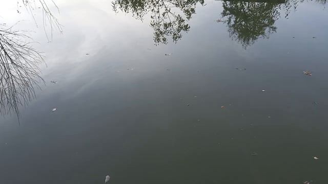 дома пруд ловля рыбы.mp4