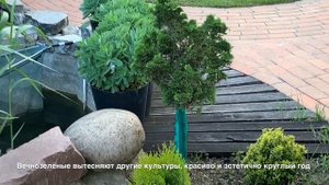 Вечнозеленые. Хочу сад малого ухода )