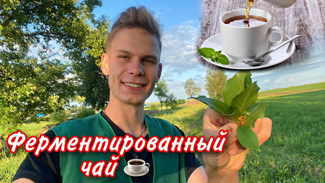 Ферментированный чай из Листьев вишни Секреты натурального чая от А до Я !