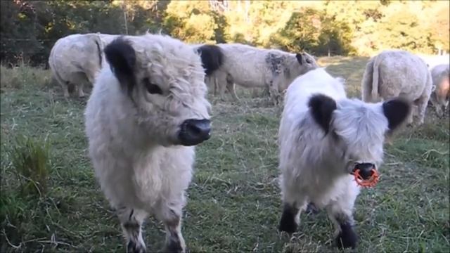 Hope & Snuggle - Miniature Cattle White Galloways смотреть онлайн