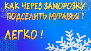 ПОДСЕЛЕНИЕ МУРАВЬЕВ ЧЕРЕЗ ЗАМОРОЗКУ // Lasius niger