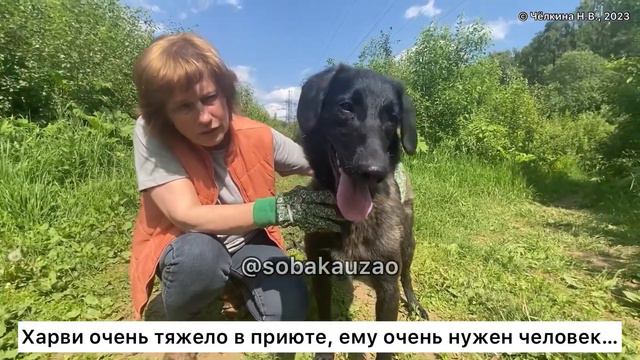 Харви, собака из приюта у которой есть мечта! Проект помощи Собака Юзао. Приют «Щербинка»